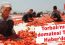 Torbalı’nın domatesi TRT Haber’de