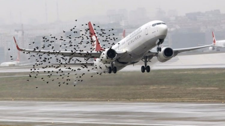 THY uçağı kuş sürüsüne çarptı