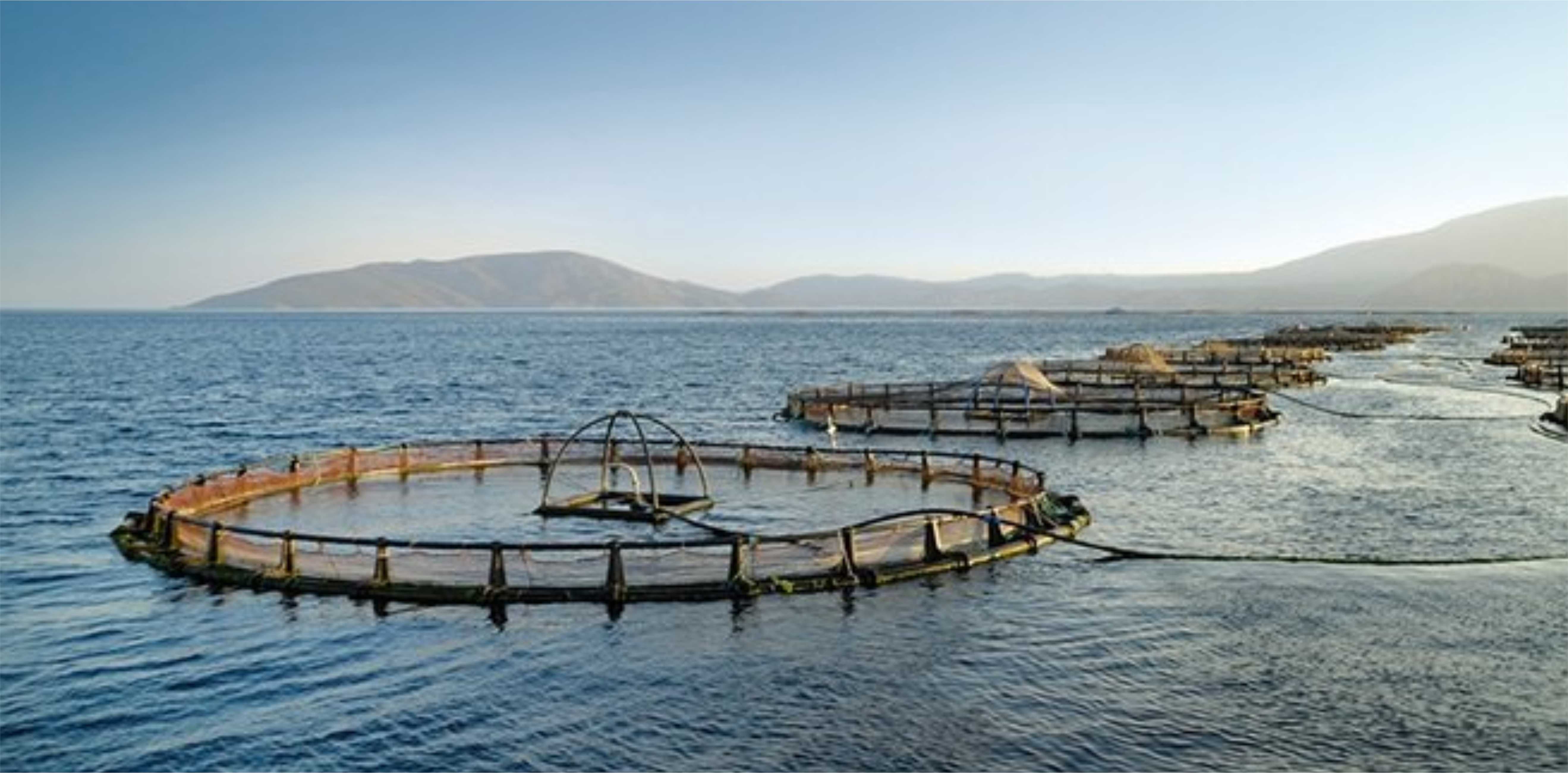 Türkiye kültür balığında ihracat rekoru kırdı