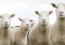 ‘300 koyun projesi’ için başvurular başladı