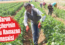 Tarım işçilerinin zorlu Ramazan mesaisi