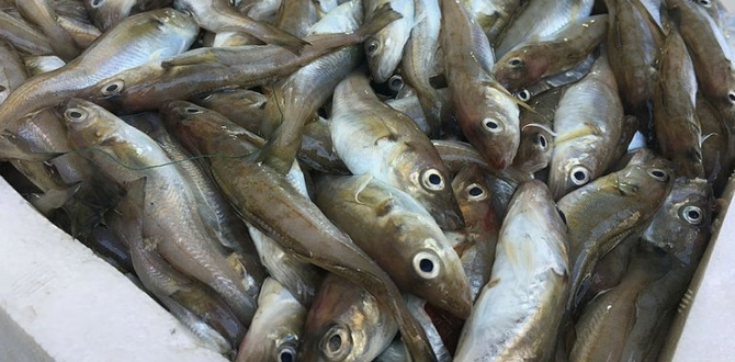 Balık fiyatı düştü tezgahlar şenlendi