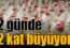 Tavuk çiftliklerinde üretim yoğunluğu