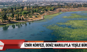 İzmir Körfezi, deniz maruluyla yeşile büründü