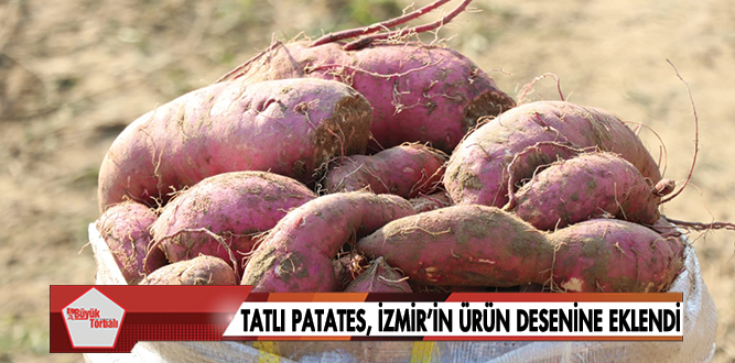Tatlı Patates, İzmir’in ürün desenine eklendi