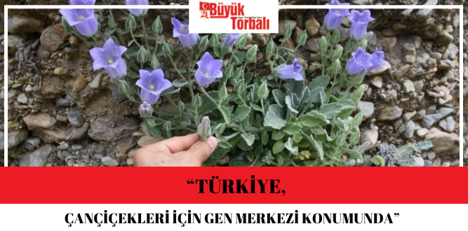 “Türkiye,  Çançiçekleri için gen merkezi konumunda”