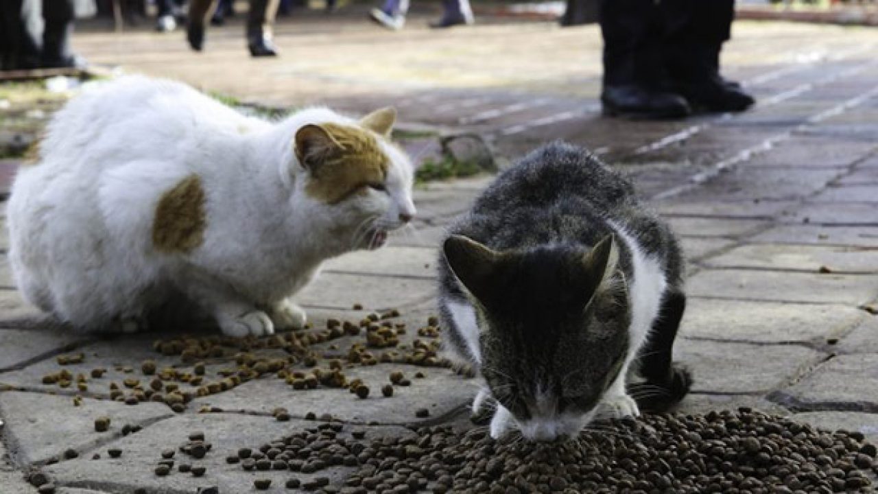 Torbalı’da sokak kedi sayısı arttı